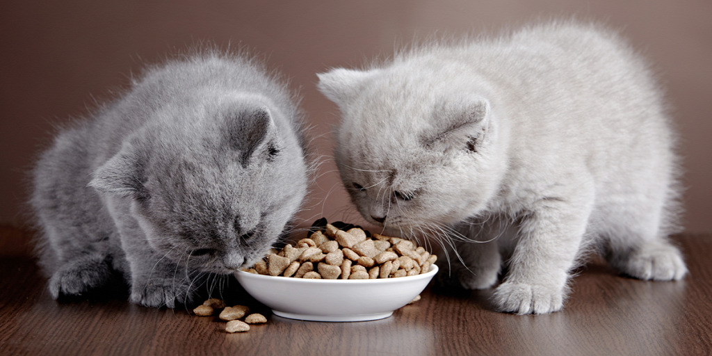 Minden, amit a junior macskatáppal való etetésről tudni érdemes