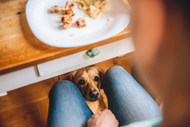 Diétás táp kutyáknak - sokat segíthet az elhízás esetén
