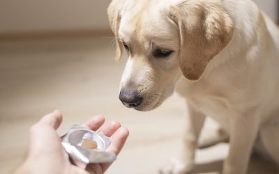 Tudnivalók a kutyák vitamin szükséglete kapcsán